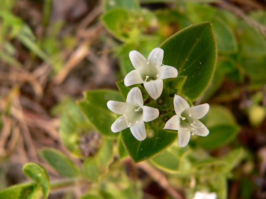 {Richardia brasiliensis}
